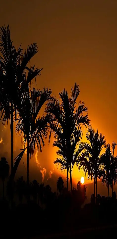 Sunset Tropics