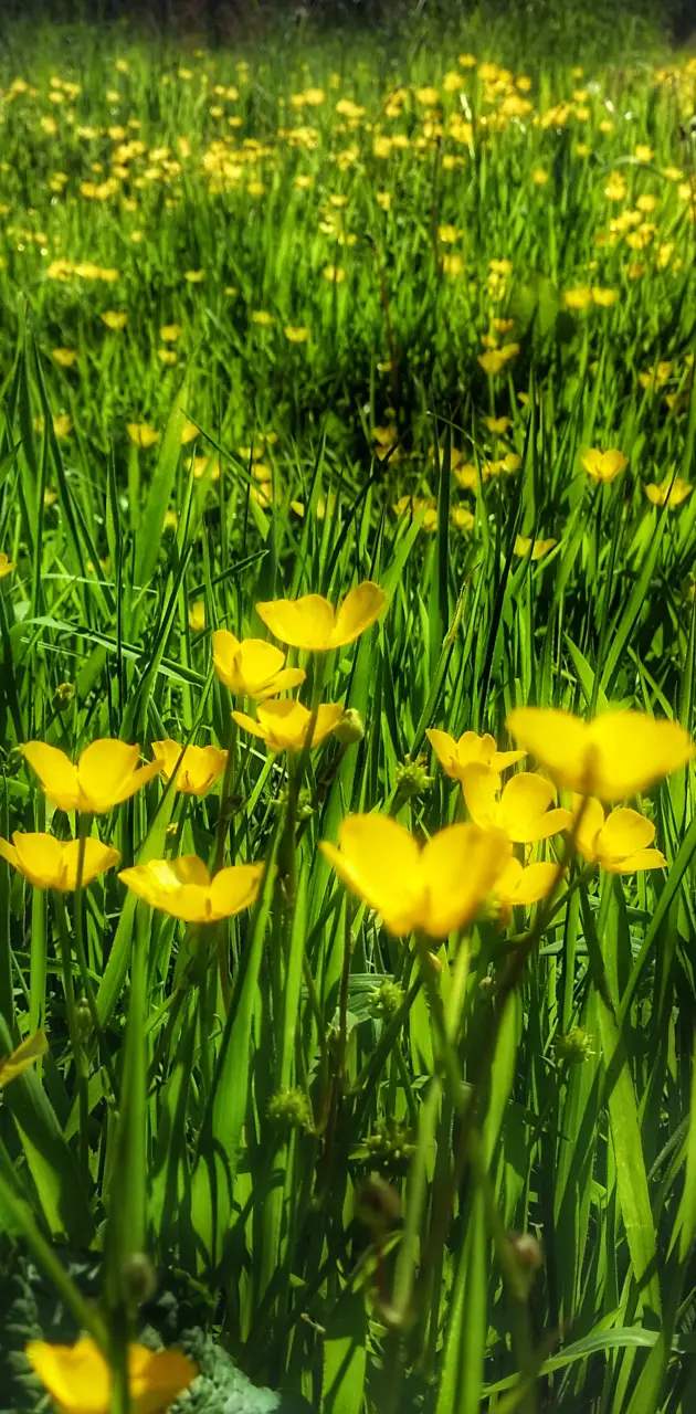 Yellow flowers 