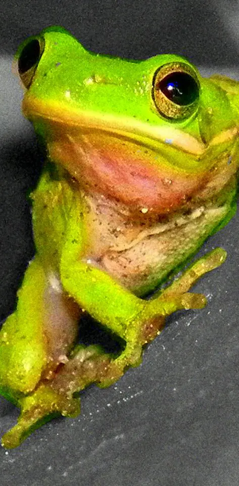 Chillin Tree Frog I