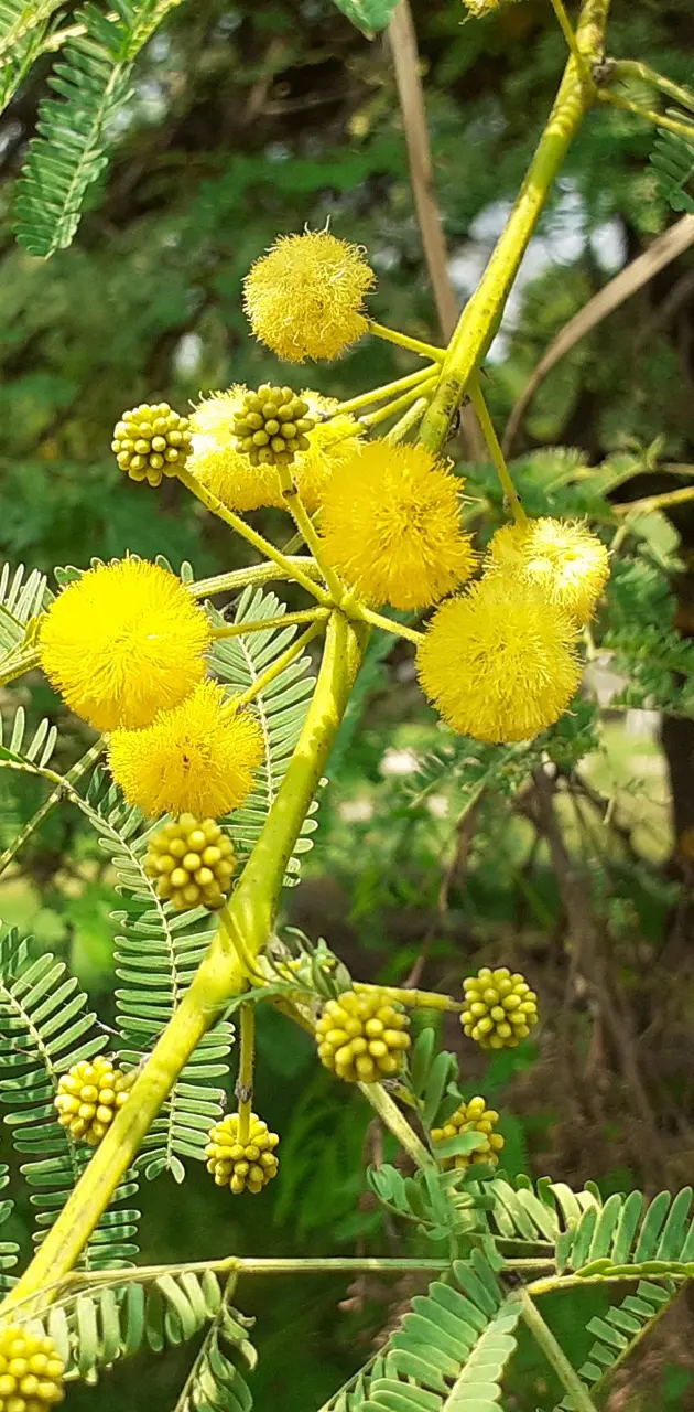 Yellow Flowers 