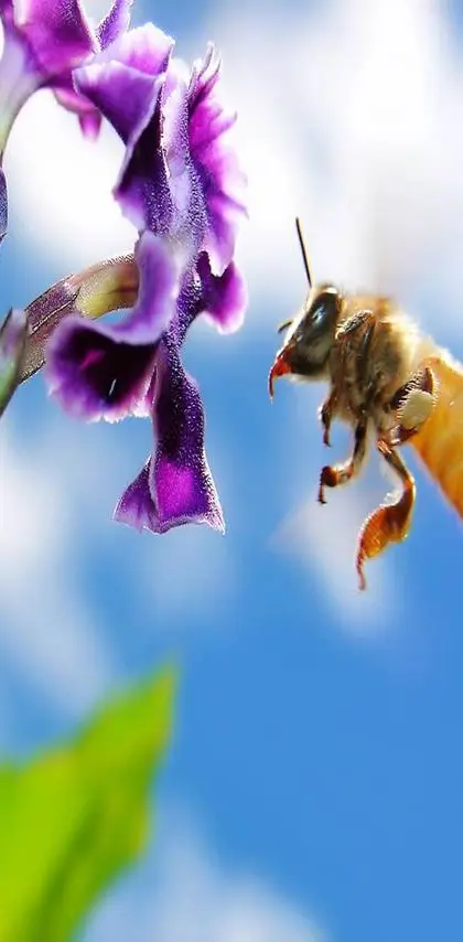 Hd Bee On Flower