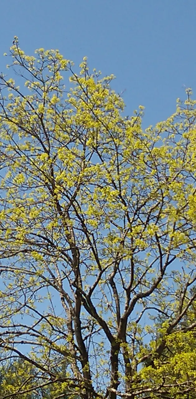Spring tree