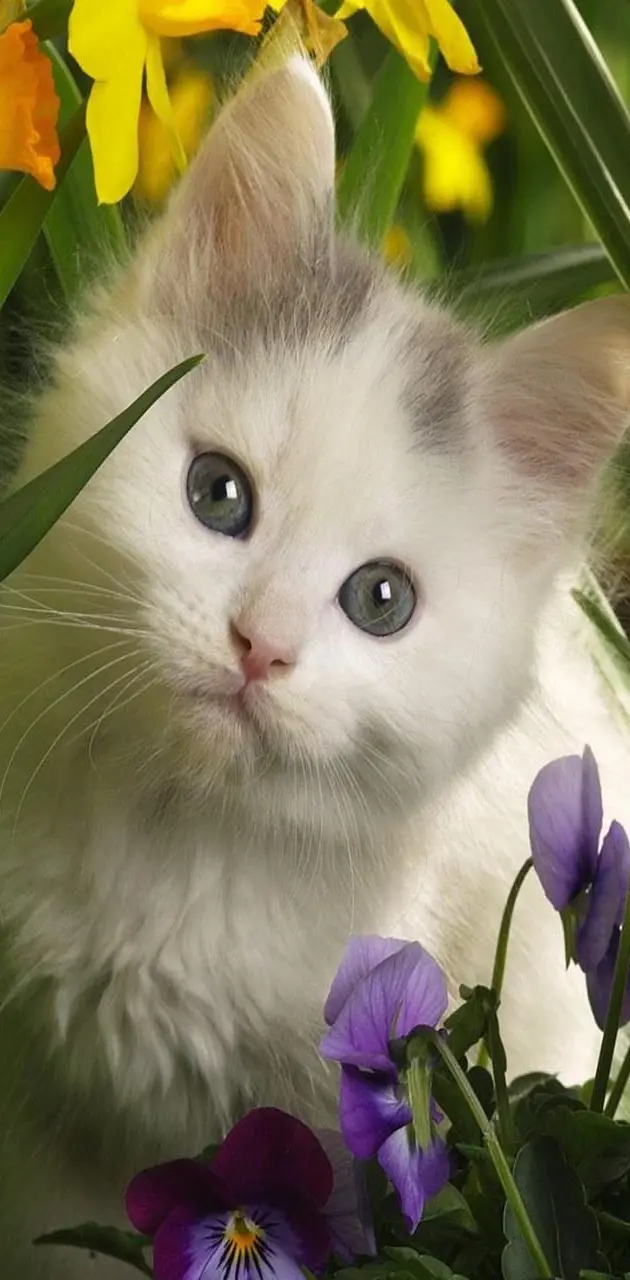 White kitty cat