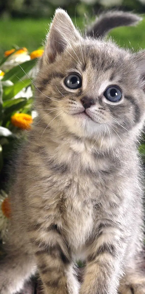 Cute Kittie