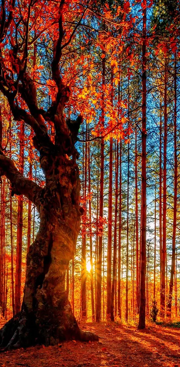 Forest tree Autumn