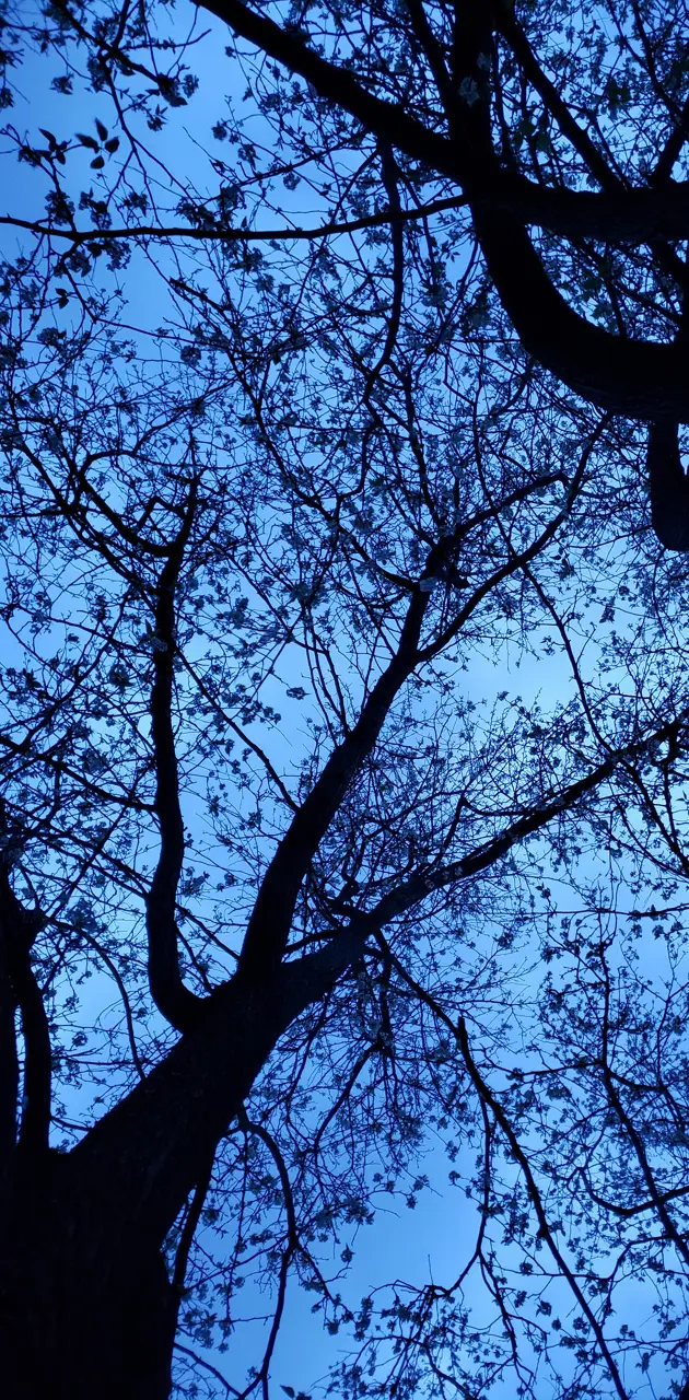 Looking Up A Tree