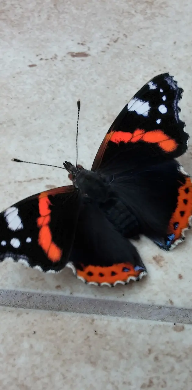 butterfly HD