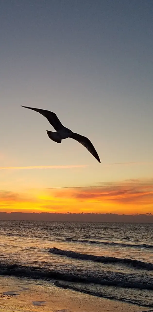 Gull at sunset