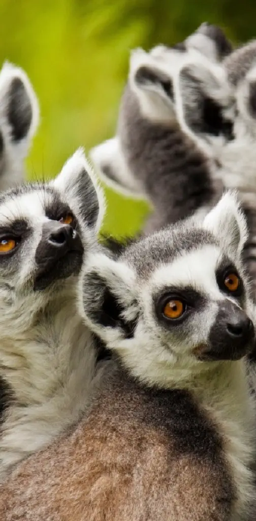 Peeping Lemurs
