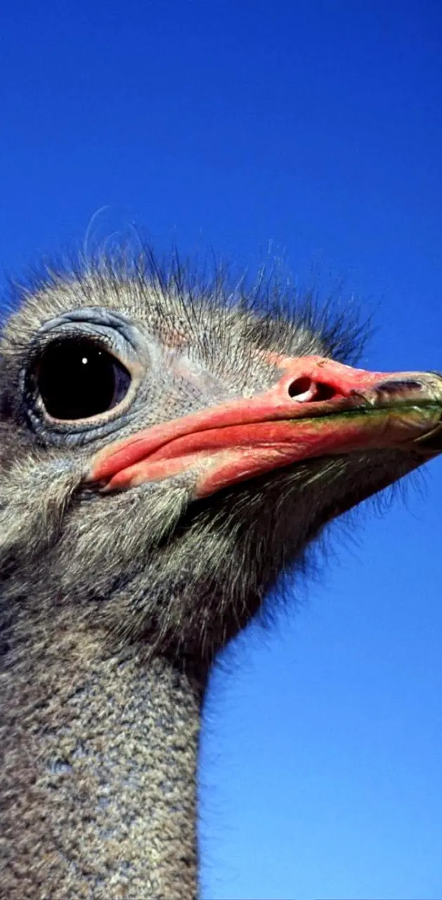 Ostrich