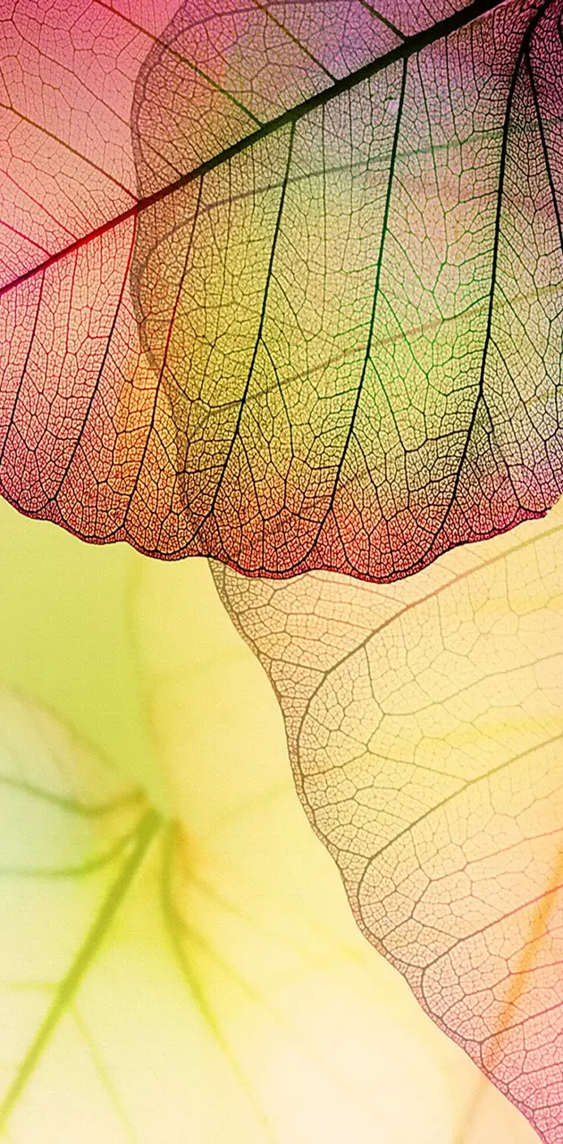 Transparent Leaves