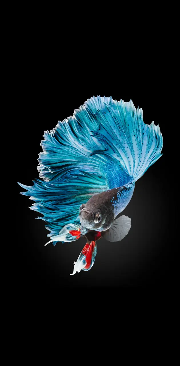 Fighter fish 7