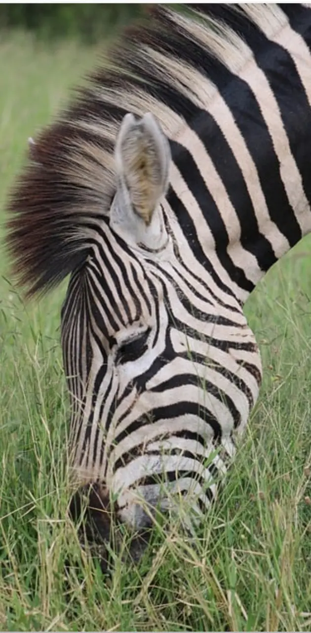Perfect zebra