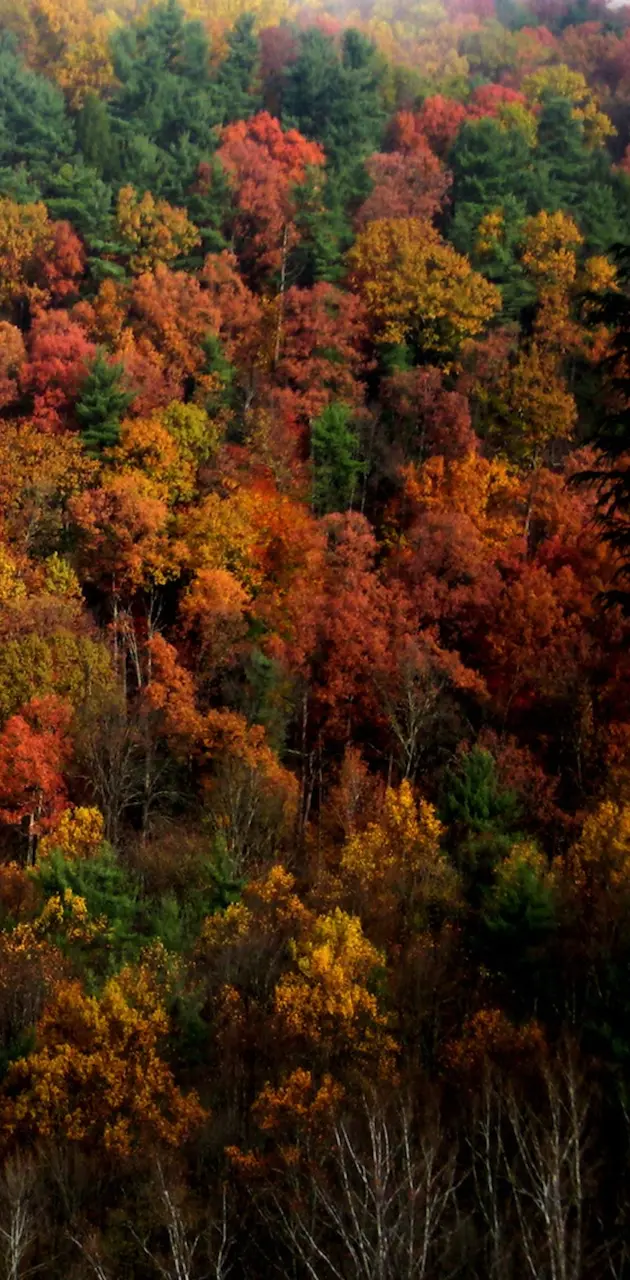 Autumn Color in Ohio