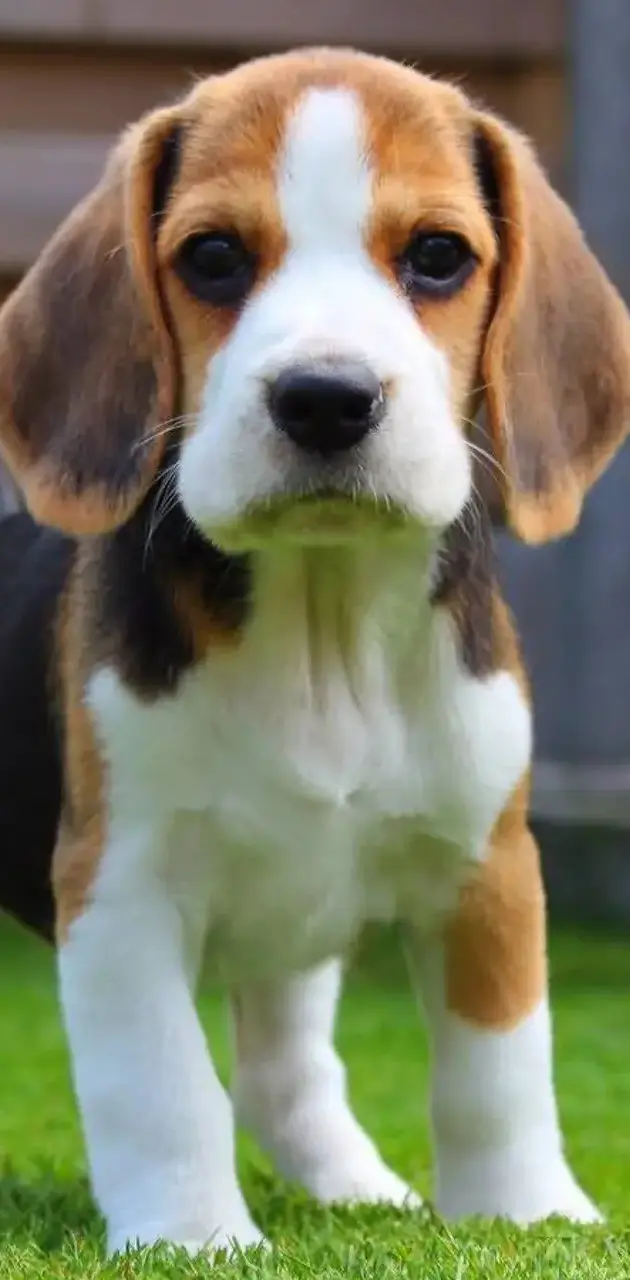 Beagle Doggo