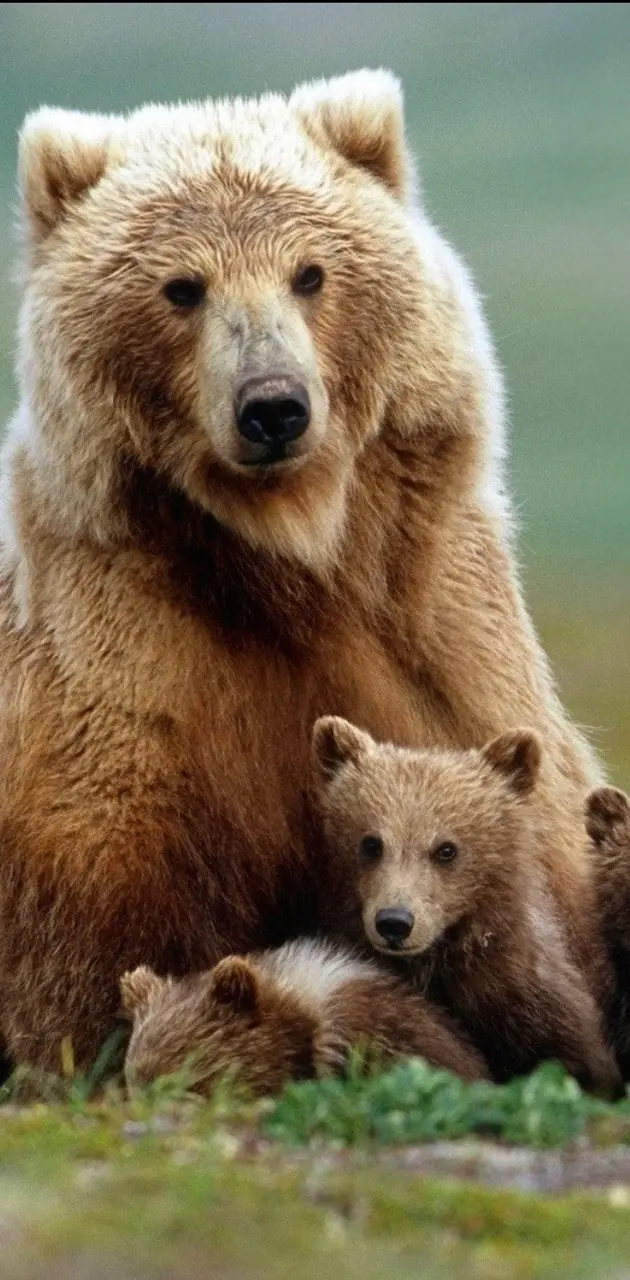 Momma grizzly