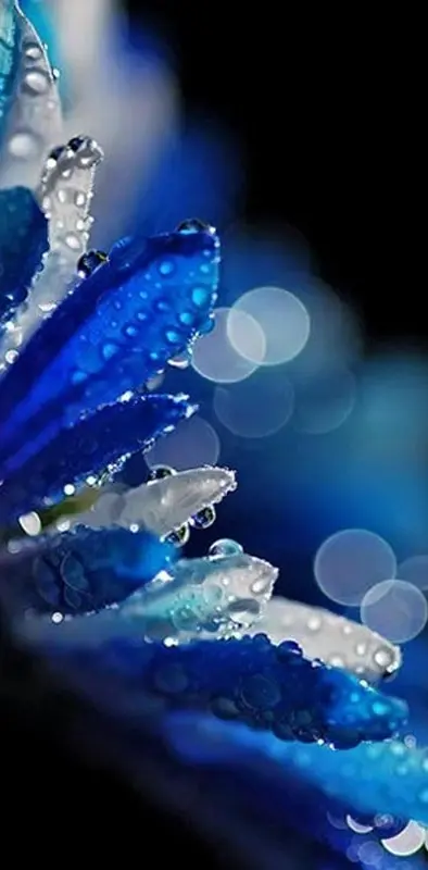 Qute Blue Flower