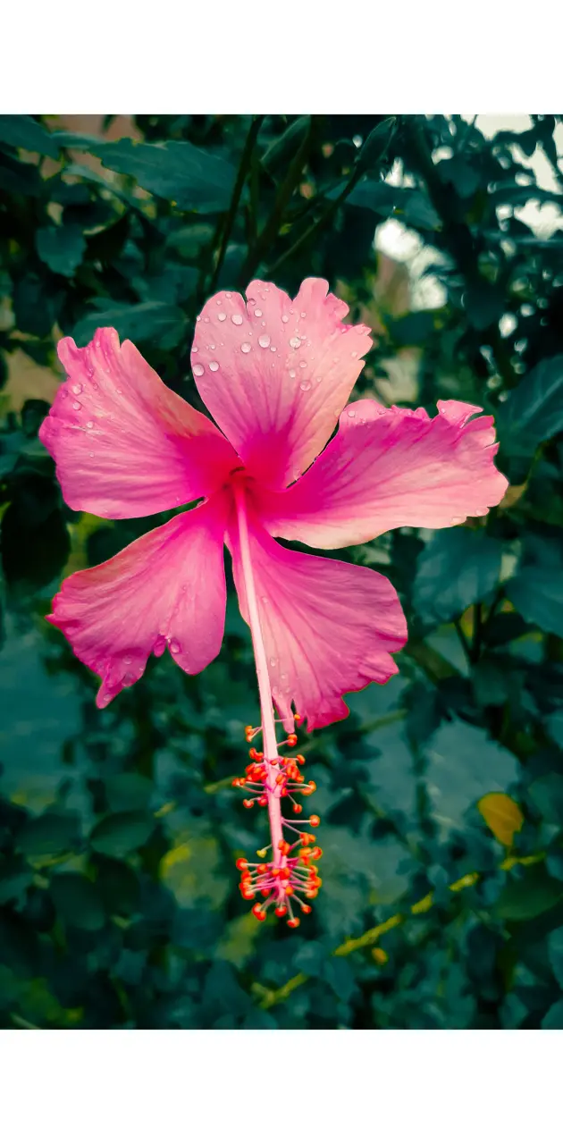 Beautiful  flower