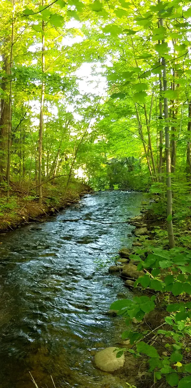 Creek in the Woods