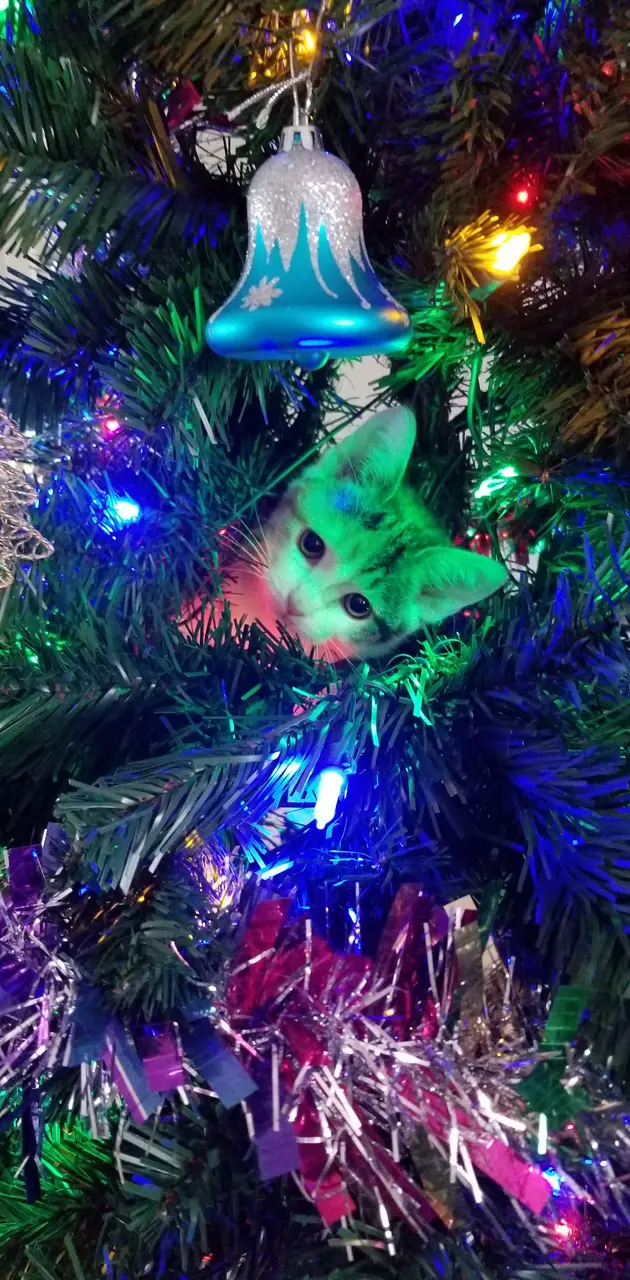 Xmas cat ornament