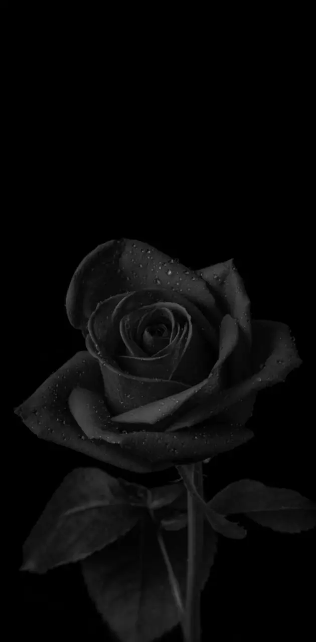 Black rose 