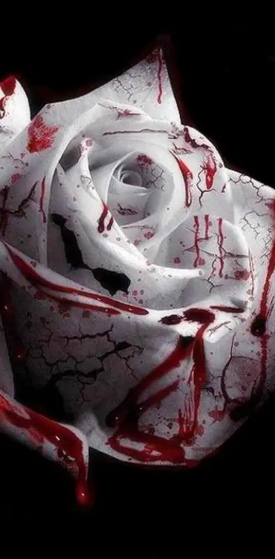 White Blood Rose