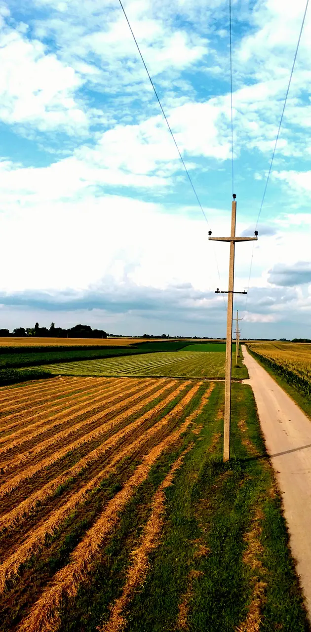 Fields of Vojvodina