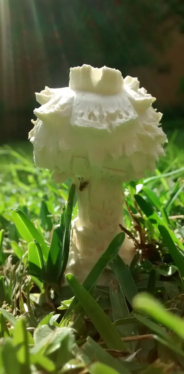 Spring mushroom