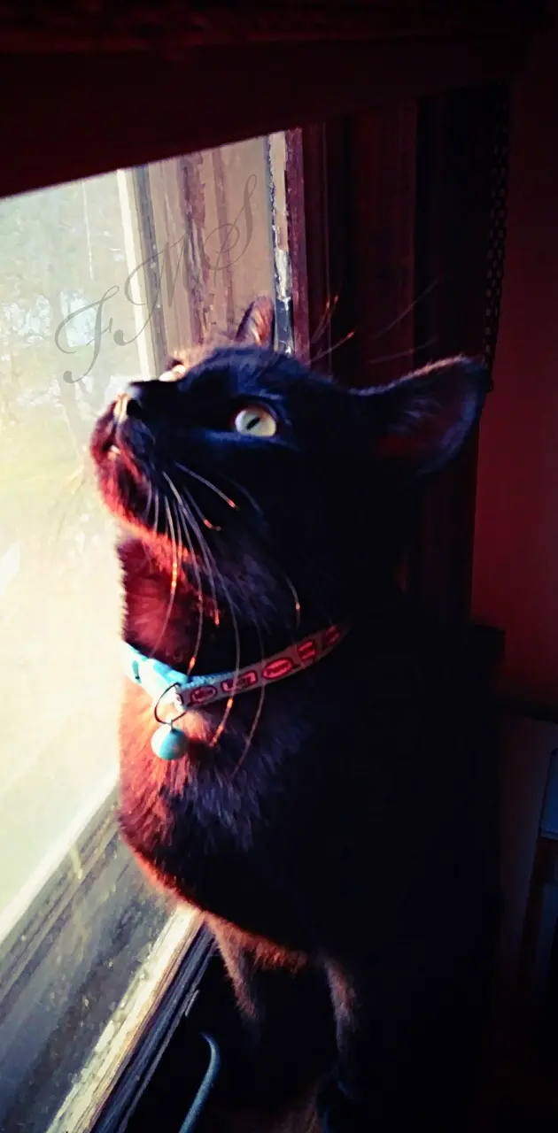 Loki Kitty Sunset