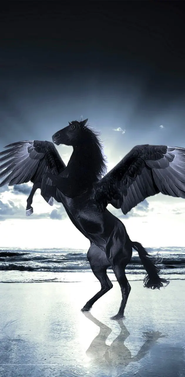 Black Pegasus Horse
