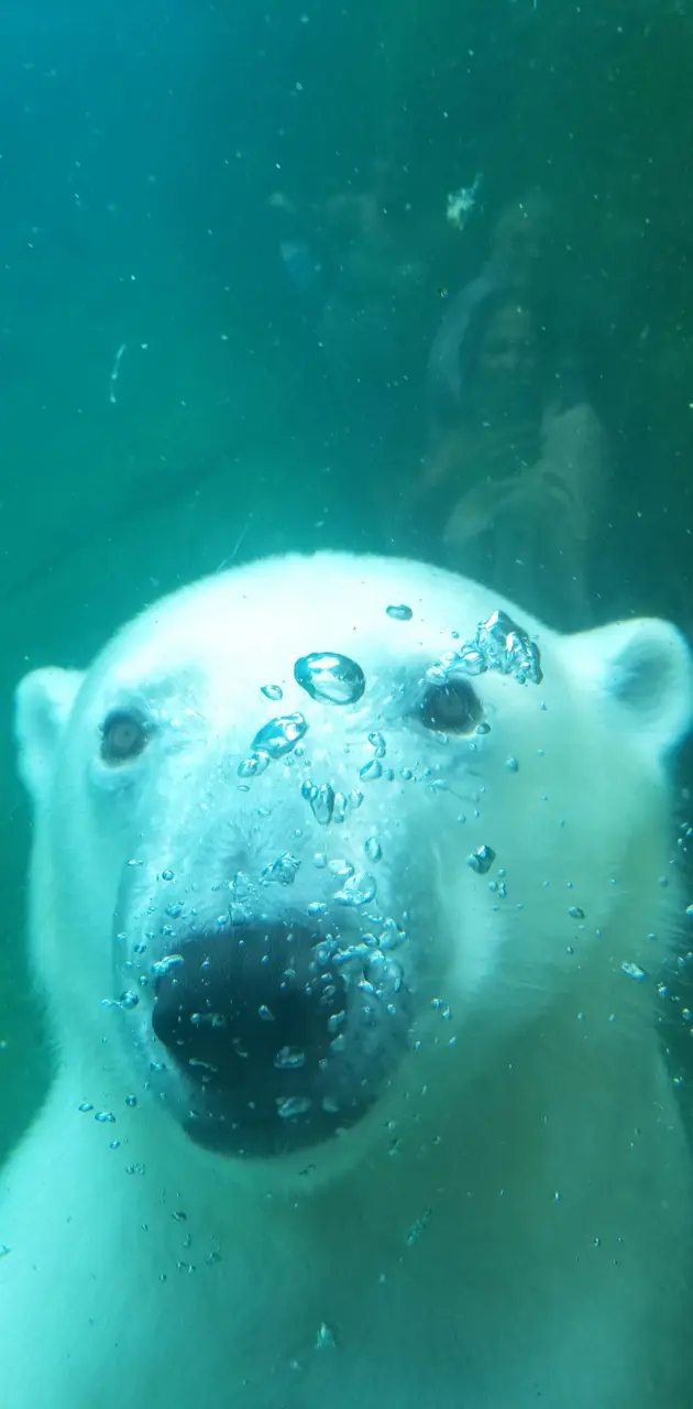 Polar Bear Fun