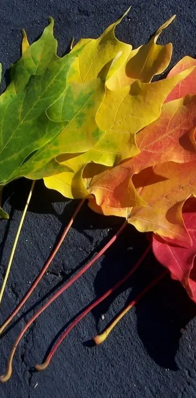 Colorful Leafs