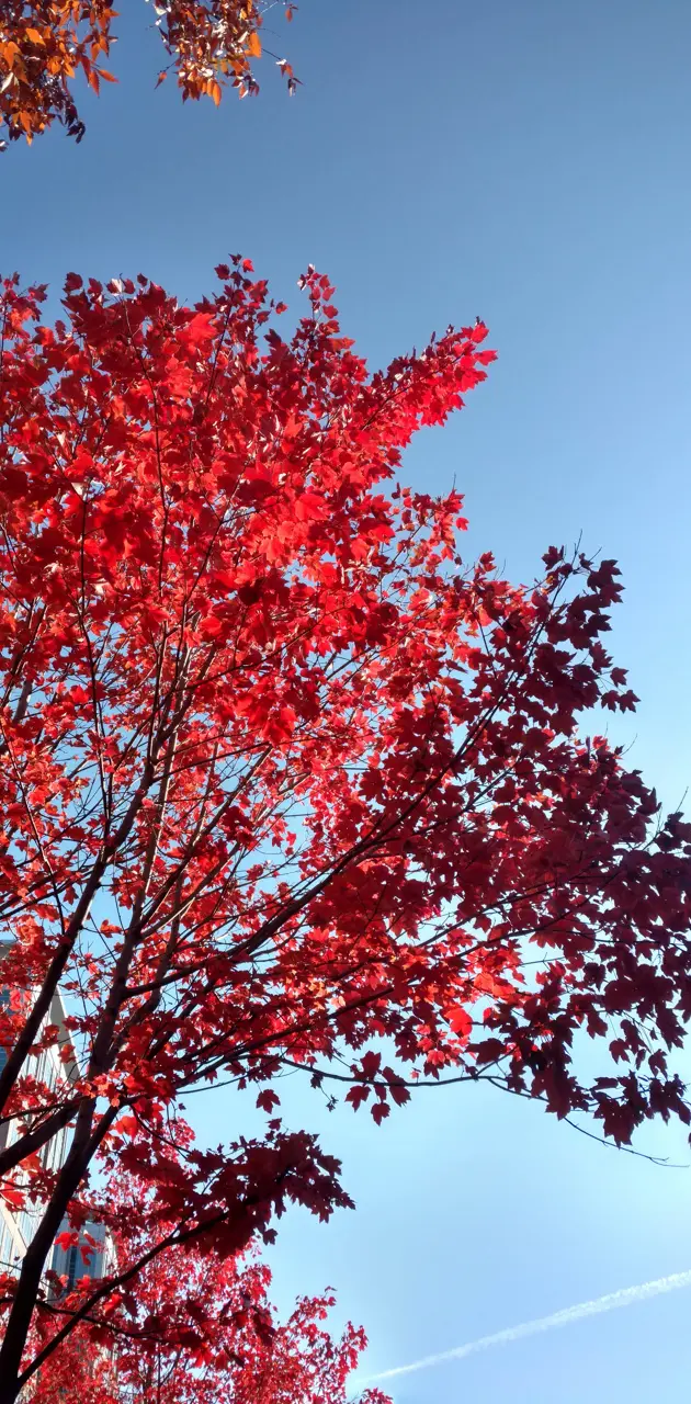 Hd red fall colorz