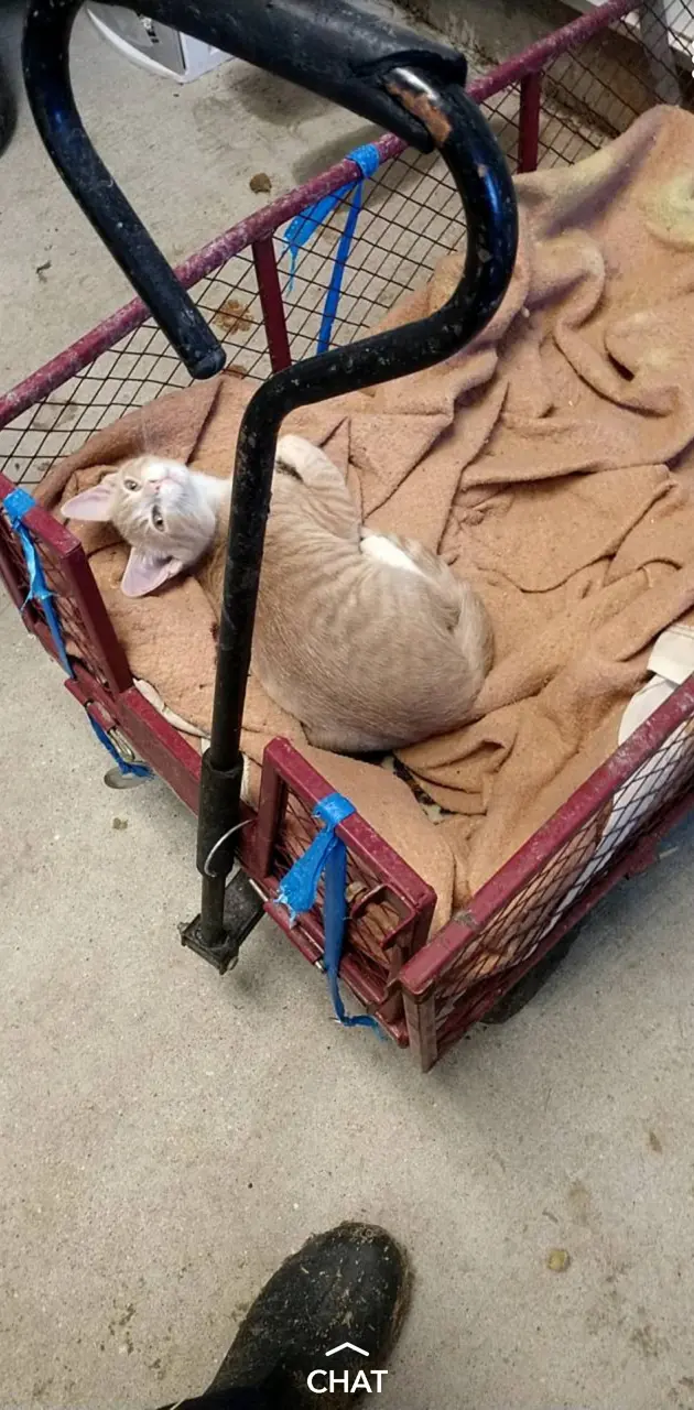Kitten in a wagon
