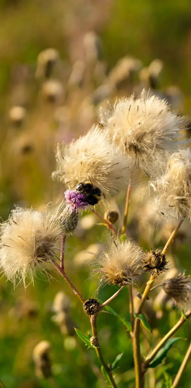 Bumblebee on a thistle