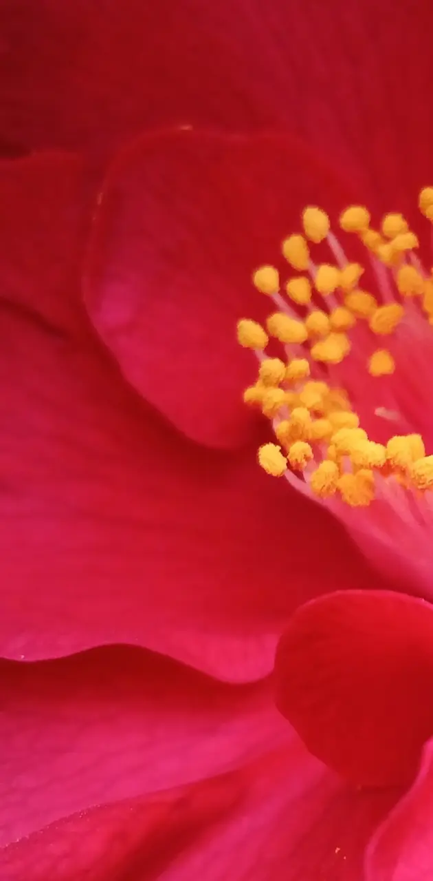Flower Close-up 