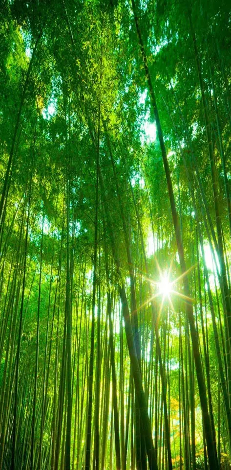 Bamboo Forest Green