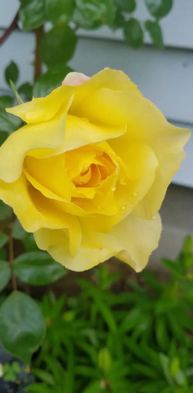 Yellow  Rose 