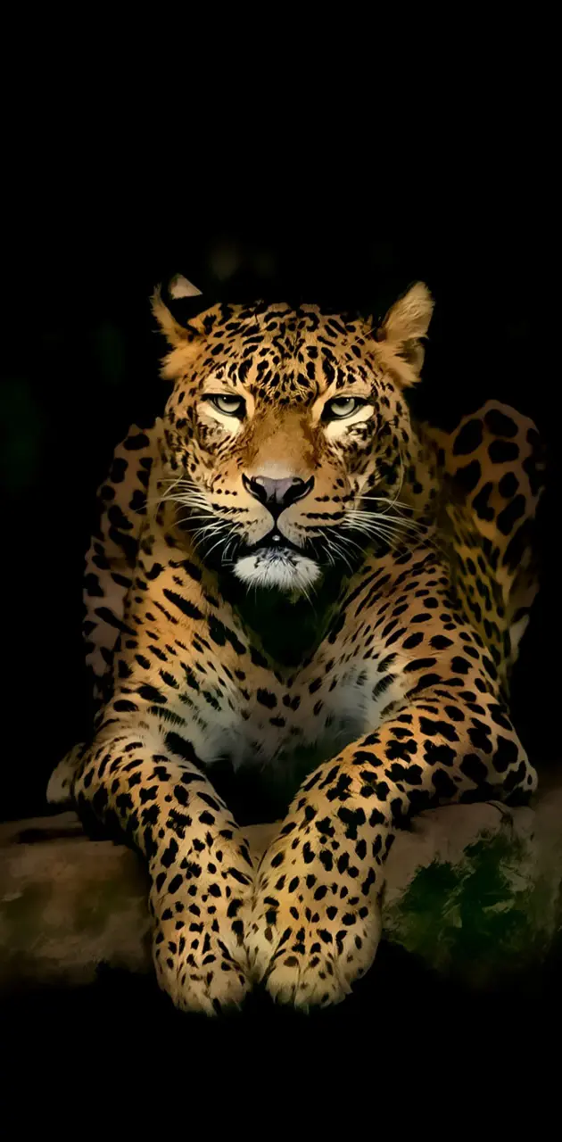 tigre leopardo
