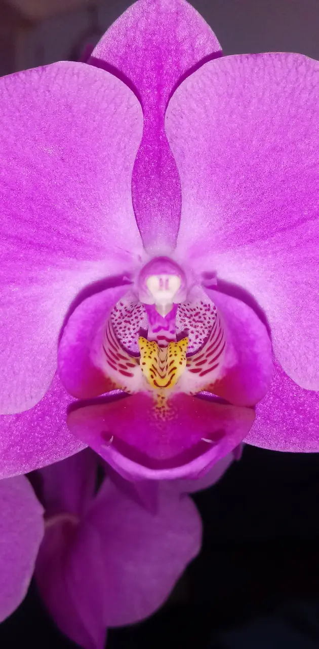 Orchid LHT Purple