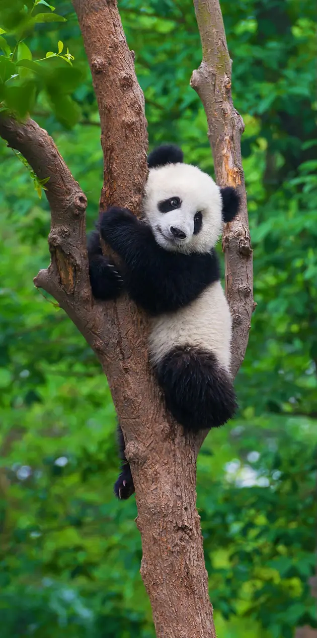 Panda tree
