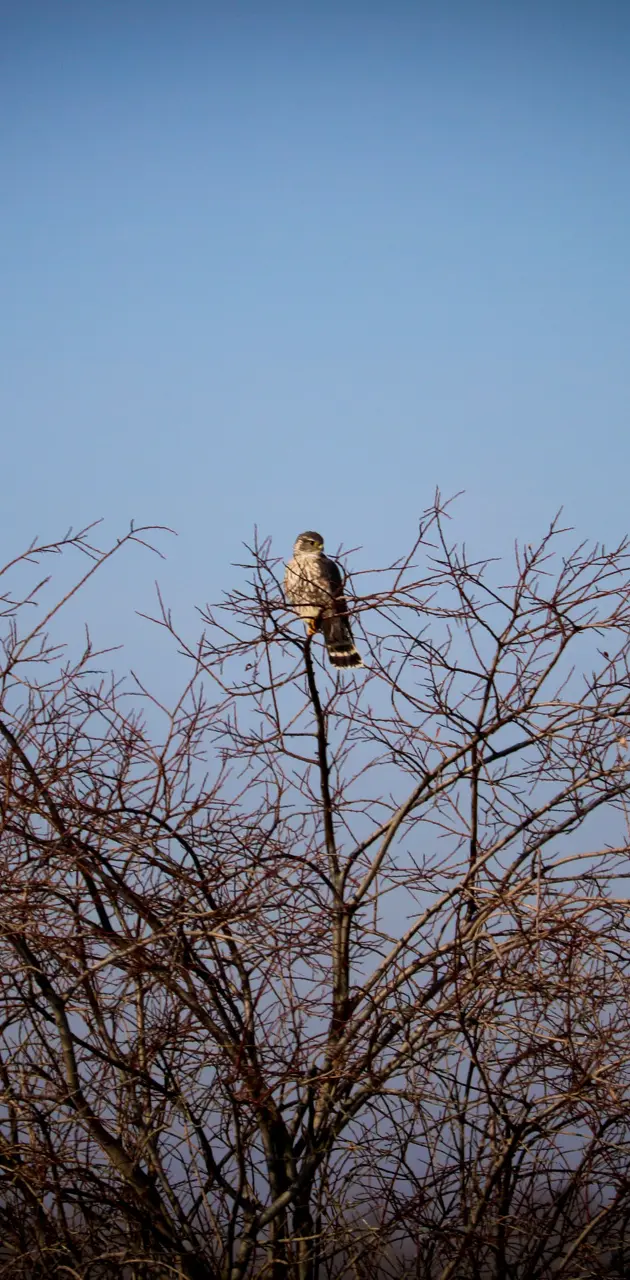 Perched Falcon