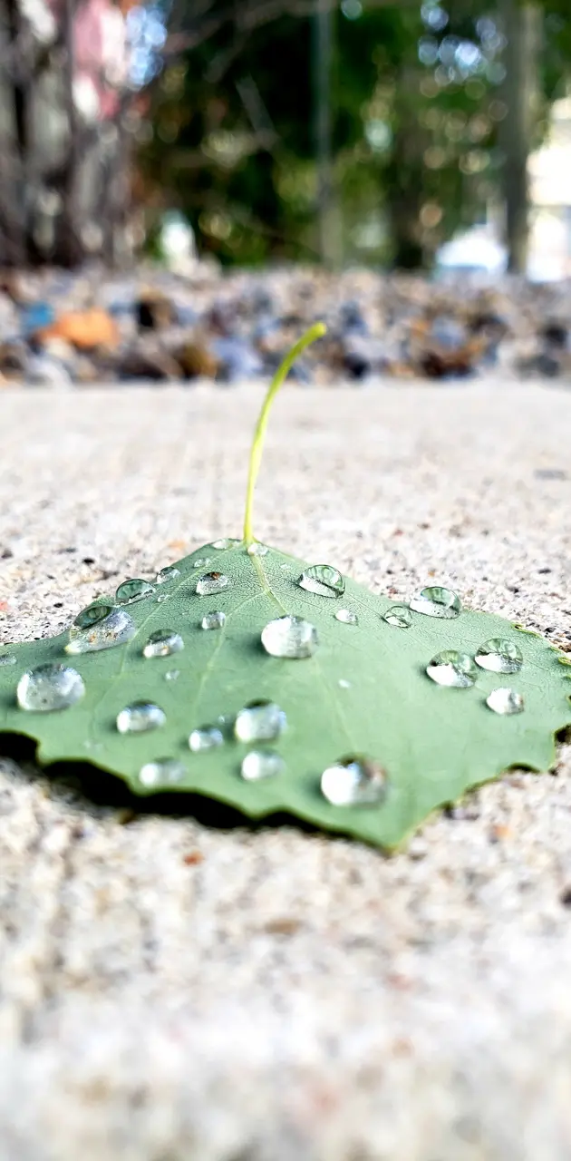 Raindorps on a leaf 