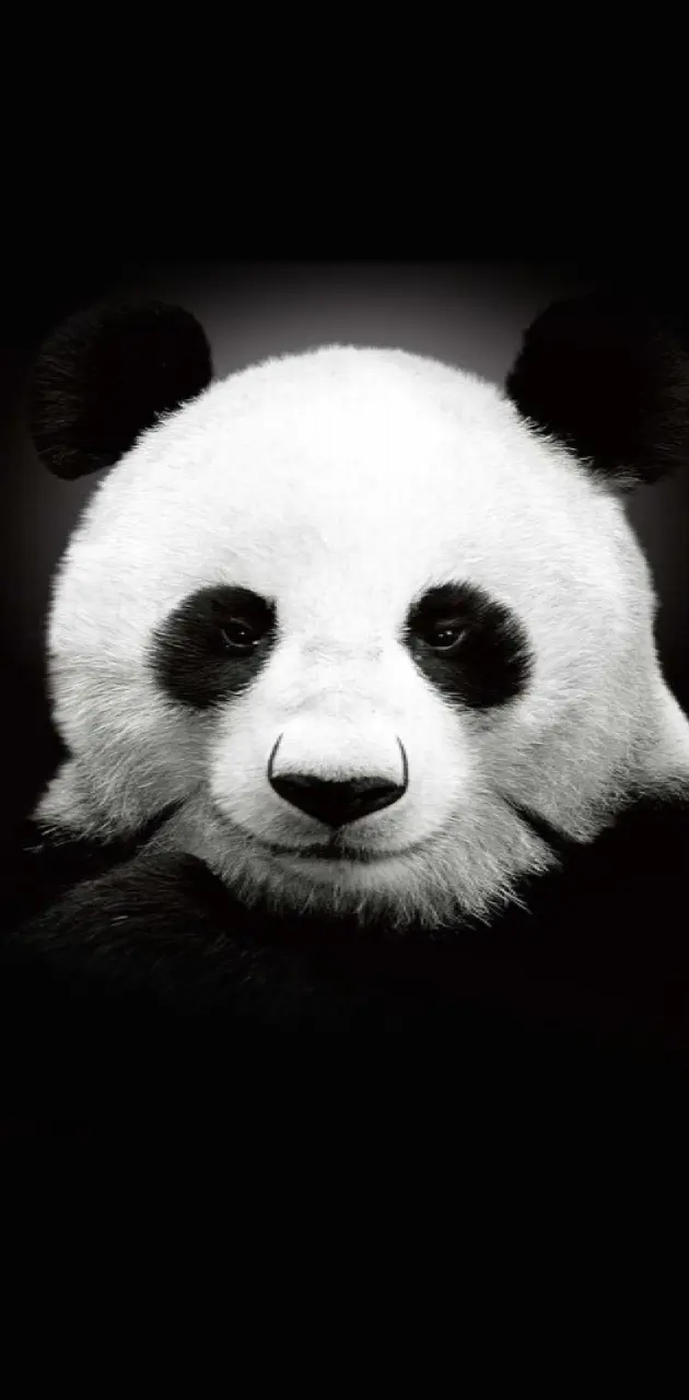 Panda wallpaper by High_Times - Download on ZEDGE™