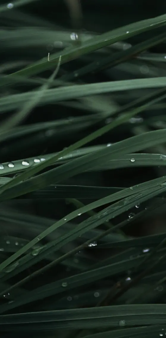 Grass Drops