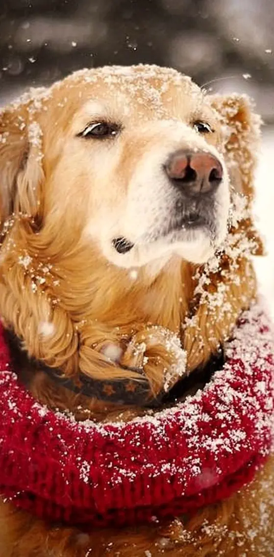 Snow And Dog