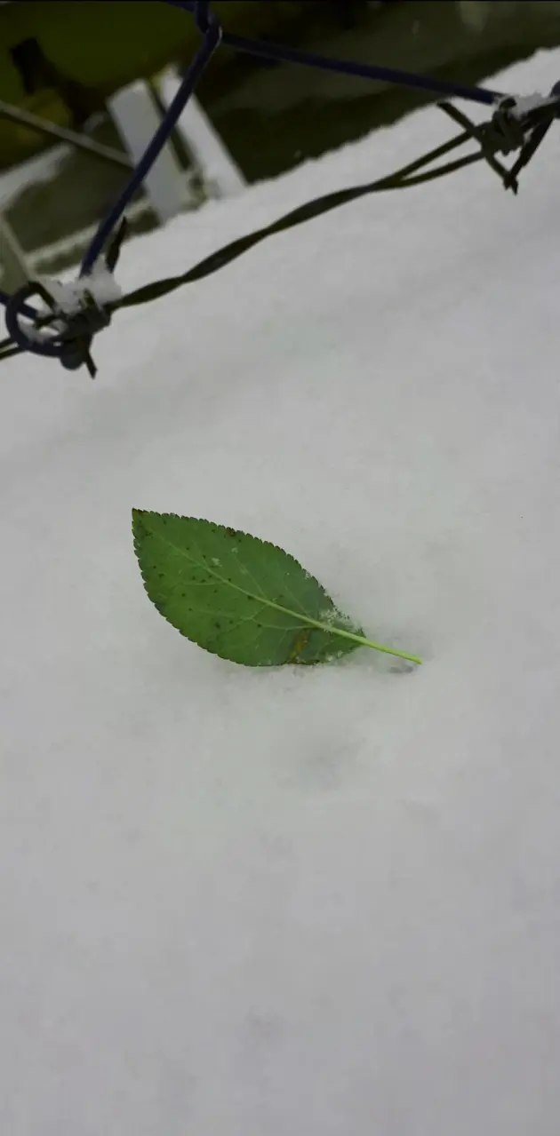 A leaf on the snow