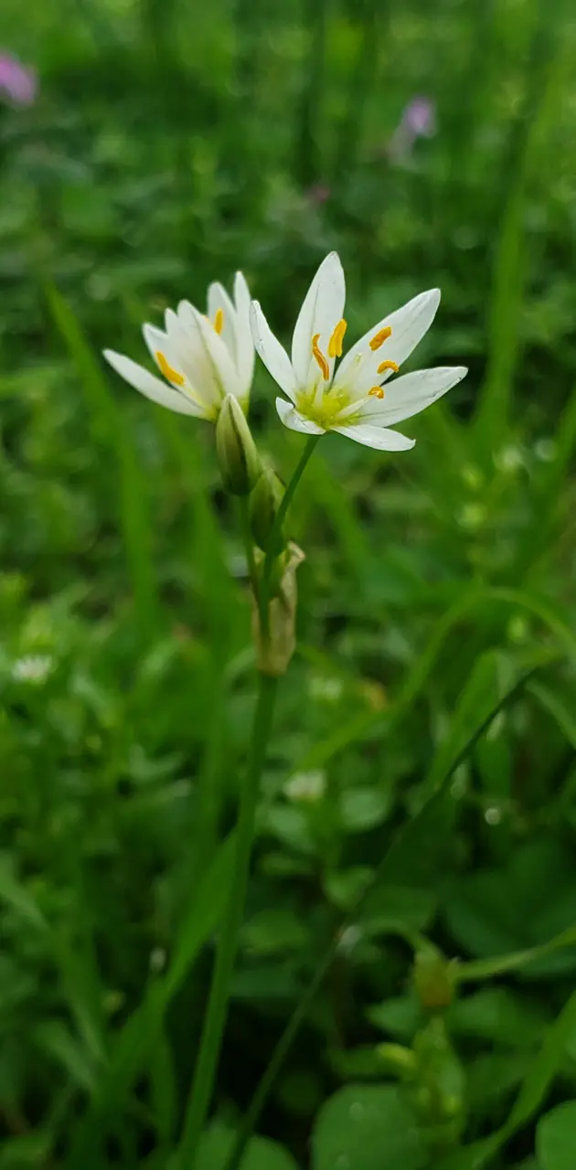 Pretty White flower 