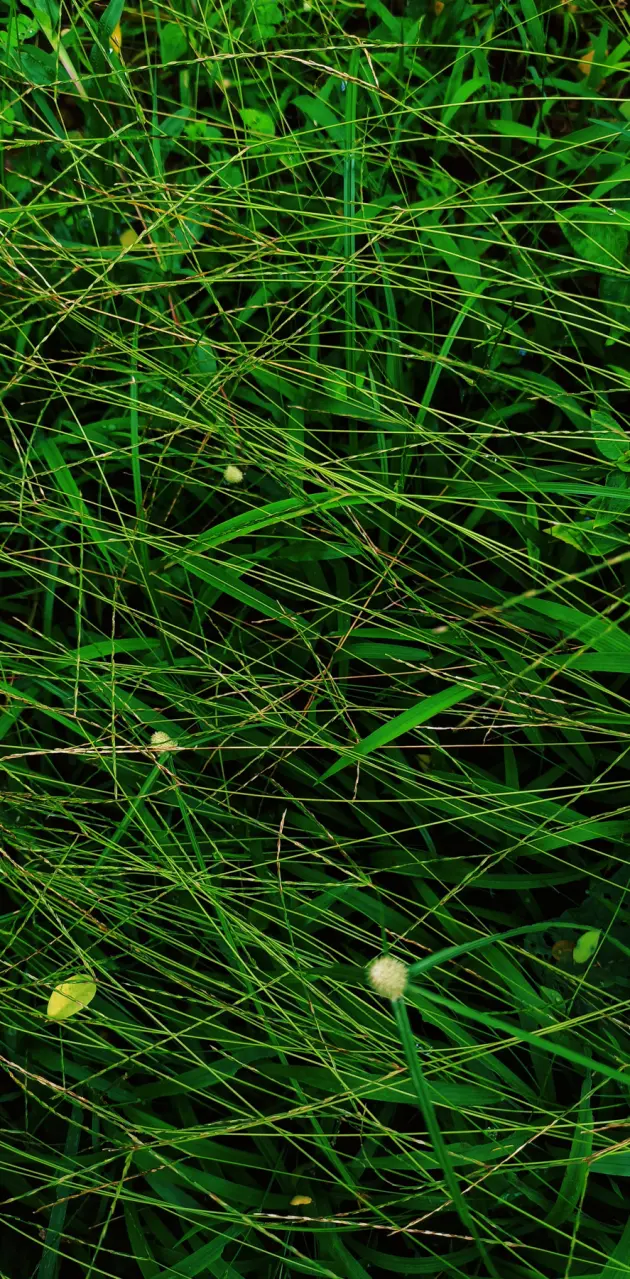 Grass 