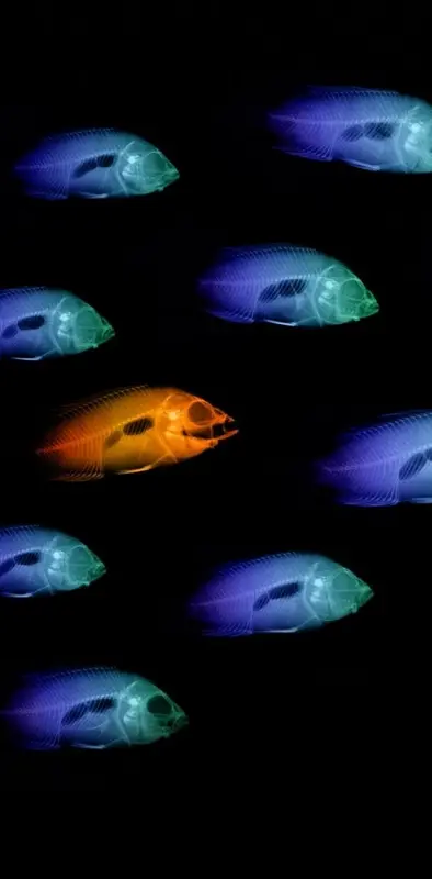 X Ray Fishes